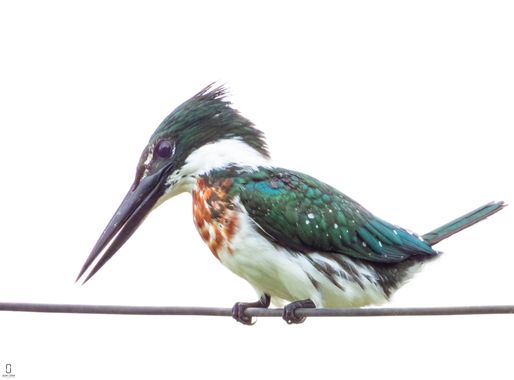 Munuanu en Hamelin: Fauna  (Lorica), Chloroceryle amazona (Latham, 1790), #aves #avesdecolombia 