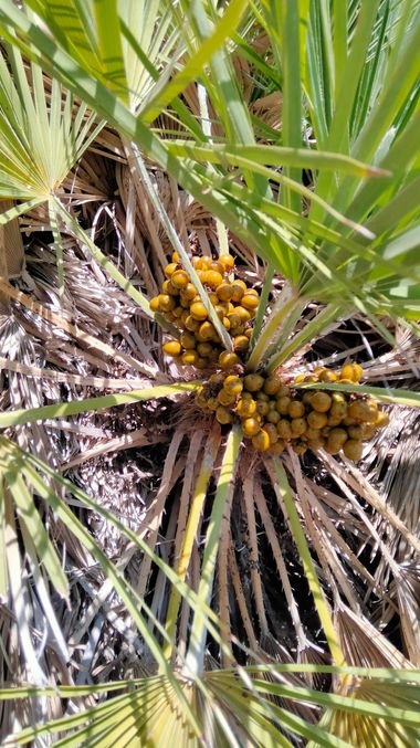 Solerantonio2 en Hamelin: Flora  (Níjar), Chamaerops humilis, Palmito azul