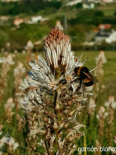 Mpinfante en Hamelin: Flora, Asphodelus albus, Hermoso abejorro alimentándose del gamoncillo.