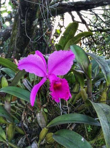 Cristian Monje en Hamelin: Flora  (Ulloa), #floral 