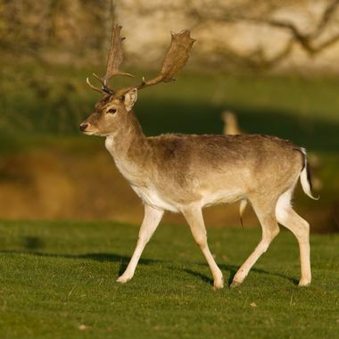 Jozsef Baricz en Hamelin: Fauna, Walking along in peace 🦌

#animal #animals #wildlifephotography #wild #deer #deers #nature #natural #outdoor #outdoors #...