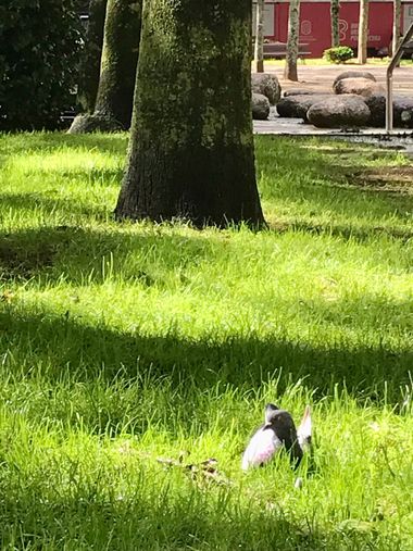 Charcu39 en Hamelin: Fauna  (Pontevedra)