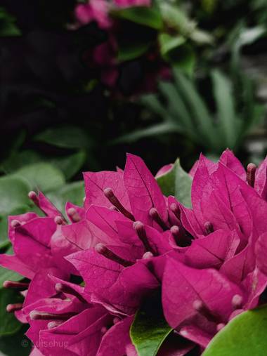 luisehuc en Hamelin: Flora  (Caracas), Interesante como su hoja modifica su picmentación de sus hojas. #flor #hoja #trinitaria 