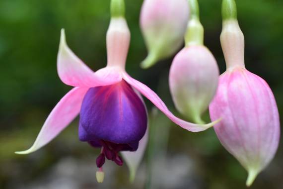 Creandoaficiones en Hamelin: Flora, Fuchsia magellanica, Fuchsia hybrida 