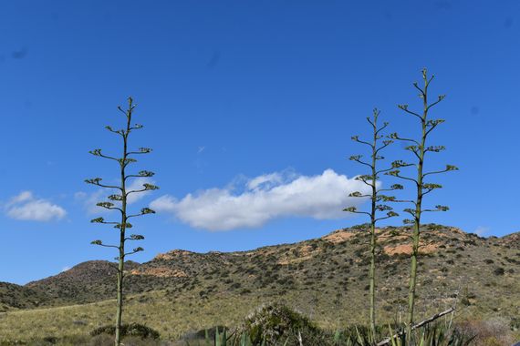 Solerantonio2 en Hamelin: Paisaje  (Níjar), Coinsidencias visuales