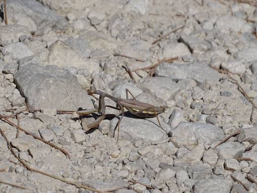 Grzegorz en Hamelin: Fauna  (Huelma), #Otoño20