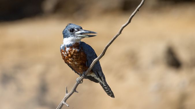 susurrando.caballos en Hamelin: Fauna  (Trinidad), Megaceryle torquata (Linnaeus, 1766), Martín gigante neotropical (Megaceryle torquata)
.
El martín pesca...