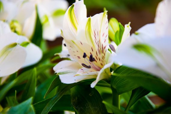 Borja.Ra en Hamelin: Flora  (Toledo), Alstroemeria aurea, 💐Alstroemeria 🌷El nombre Alstroemeria proviene del botánico sueco Alstroemer. El género Alstroe...