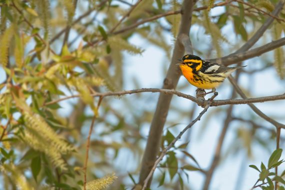 Ignicapillus en Hamelin: Fauna  (Lucas County), Setophaga fusca (Statius Müller, 1776), Reinita gorjinaranja

Foto realizada en mi viaje al noreste de EE.U...