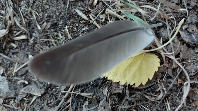 GrachuV. en Hamelin: Observación  (Santa Fe), Pluma y hoja seca .!💫🌺🥀
