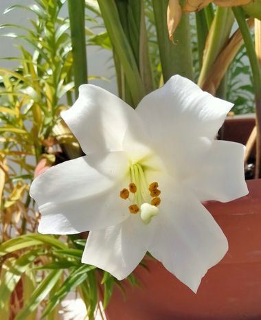 Solerantonio2 en Hamelin: Flora  (Almeria), Lilium longiflorum, Planta