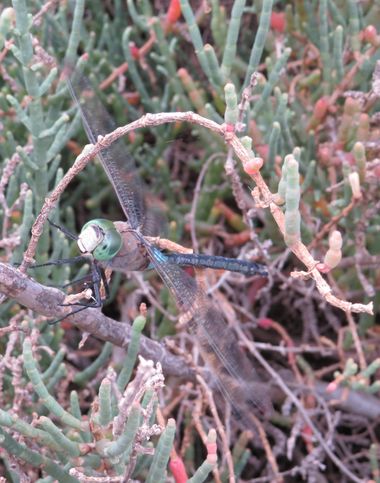 Solerantonio2 en Hamelin: Fauna  (Níjar), Insecto