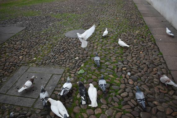 Solerantonio2 en Hamelin: Fauna  (Córdoba), Aves