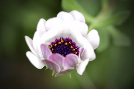 ralphlagarillo en Hamelin: Flora  (Almogía), #flora21