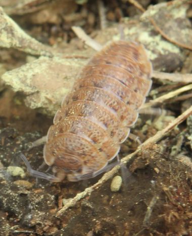 Solerantonio2 en Hamelin: Fauna  (Almería), Insecto