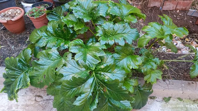@nicorhbg en Hamelin: Flora  (Daimiel), Acanthus mollis
