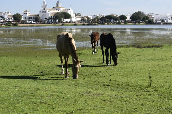 Solerantonio2 en Hamelin: Fauna  (El Pinar Sembrado), Lleguada