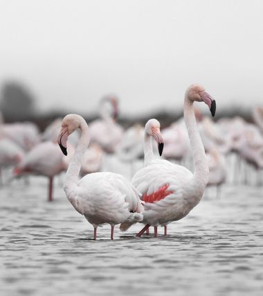 Eritz.cortazar en Hamelin: Fauna  (Montsià), Phoenicopterus roseus Pallas, 1811, Flamenco 
.
.
.
 #aves