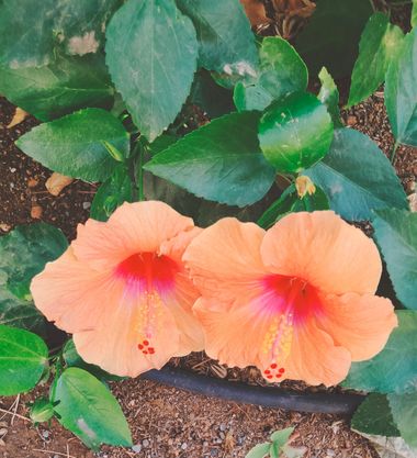 Solerantonio2 en Hamelin: Flora  (Calle Poeta Vicente Aleixandre), Planta
