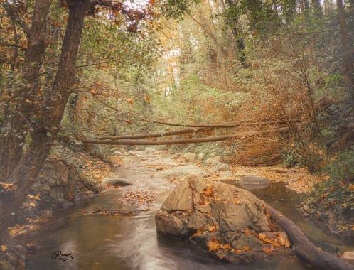 Rosalia2660 en Hamelin: Paisaje  (Arbúcies), #paseosdeotoño 