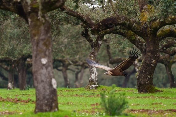 Lucía Molina  en Hamelin: Fauna  (Malpartida de Plasencia), Gyps fulvus (Hablizl, 1783), #rapaces #naturaleza #fotografia #aves #buitreleonado #españa #ext...
