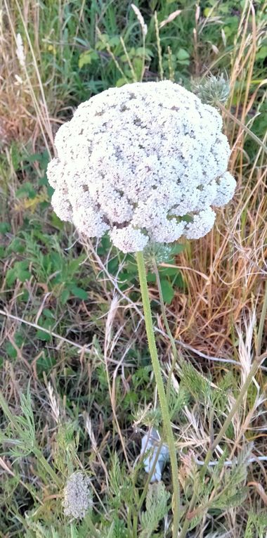 Solerantonio2 en Hamelin: Flora  (Níjar), Visnaga daucoides, Planta