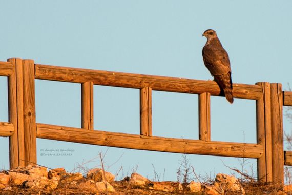 Smatae en Hamelin: Fauna  (Madrid), Accipiter gentilis (Linnaeus, 1758), En pleno Madrid #aves