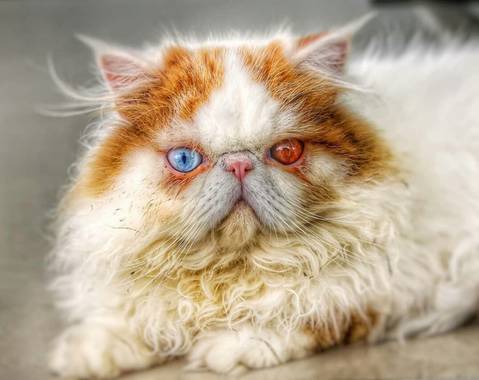 vicfonckph en Hamelin: Fauna  (Pereira),  Belleza Natural.📸🐱
#gato #gatos #cat  #lovecat #lovecats #cats #katze #liebekatze #katzen #catlife #gatopersa #...