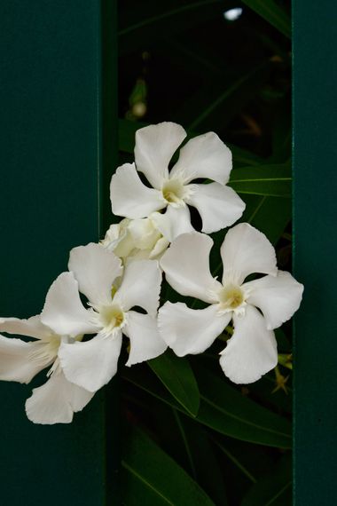 Juanatlantida82 en Hamelin: Flora, Nerium oleander, Flores 