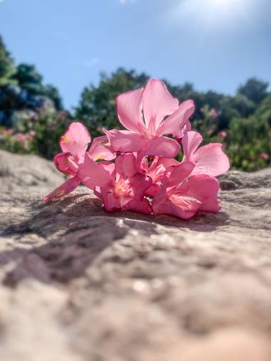 carogv1995 en Hamelin: Flora  (Mula), Nerium oleander, #valadre 
#rosarosae 