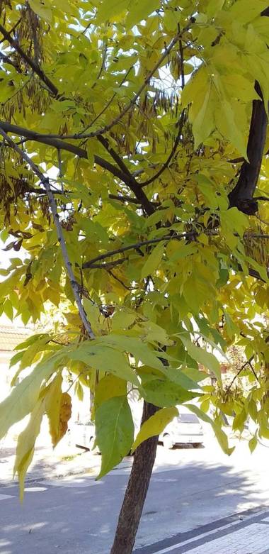 auricahk en Hamelin: Flora, A tree grows in moldova 