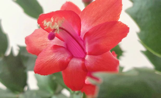 Mpinfante en Hamelin: Flora, Schlumbergera truncata