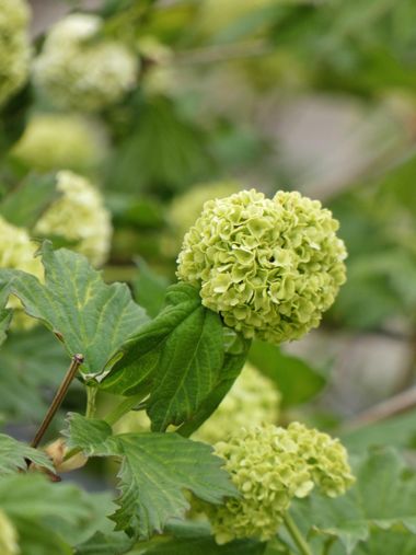 mariale en Hamelin: Flora, Viburnum opulus, 📸 #marialemdza
#primavera2022 #spring2022 #flores #flowers #flower #flor #ProvinciaDeLeón #Babia  #ComarcaDeB...