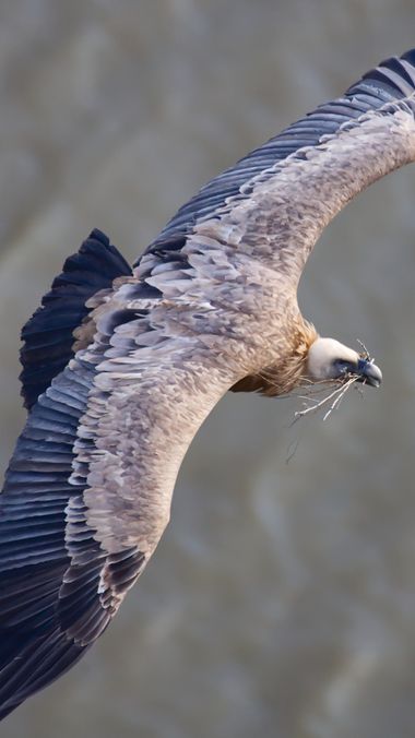 Nachuxte en Hamelin: Fauna, Gyps fulvus (Hablizl, 1783), #aves #buitreleonado 