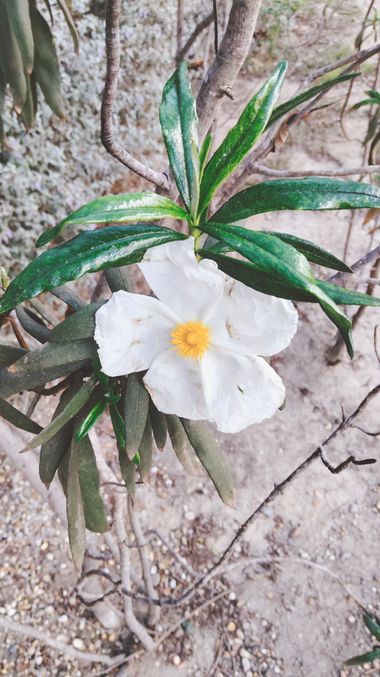 Solerantonio2 en Hamelin: Flora  (Almería), Planta