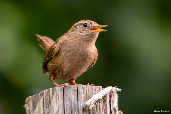 Unai Urresti en Hamelin: Fauna  (Trucios), Troglodytes troglodytes (Linnaeus, 1758), Chochin cantando.

#aves21 #chochin #fauna 