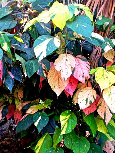 Elenervus en Hamelin: Flora, Acalypha wilkesiana, #colores 