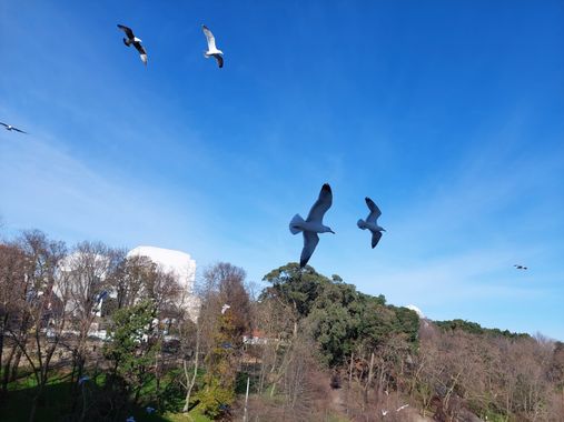 Mpinfante en Hamelin: Fauna, Gaviotas en un día despejado de invierno.