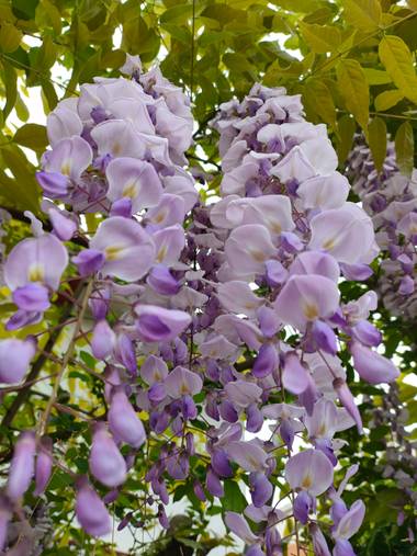 Jinliangarcia en Hamelin: Flora  (Benasque), Wisteria sinensis, #flor21 
Excelente experiencia y excelente paisaje