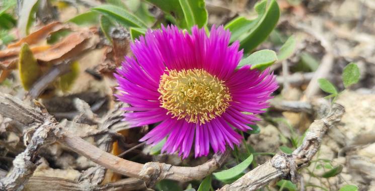 aidalzira en Hamelin: Flora  (Llíber), Carpobrotus edulis subsp. edulis, La uña de gato es una especie de plantas de la familia Aizoaceae. Su porte es rast...