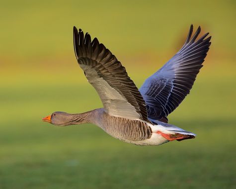 Jozsef Baricz en Hamelin: Fauna, Anser anser (Linnaeus, 1758), Flying goose

#nature #bird #birds #uk #natgeo #natgeoyourshot #birdsonplanet #birdscapture...