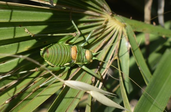 Solerantonio2 en Hamelin: Fauna  (Níjar), Saltamontes