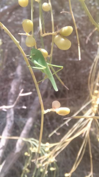 Solerantonio2 en Hamelin: Fauna  (El Pocico), Grillo