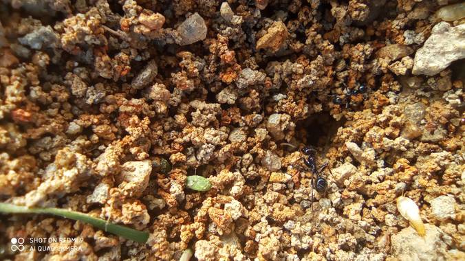 GreenPhoto en Hamelin: Fauna  (Valencia de Alcántara)
