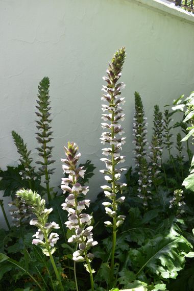 Solerantonio2 en Hamelin: Flora  (Serranía de Ronda), Acanthus mollis, Planta