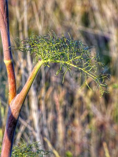 mariale en Hamelin: Flora, 📸 #marialemdza
Provincia de Zamora, primavera 2021.
#Naturaleza #BellezaNatural  #Naturaleza #ParqueNaturalDeLosArribes #BlueS...