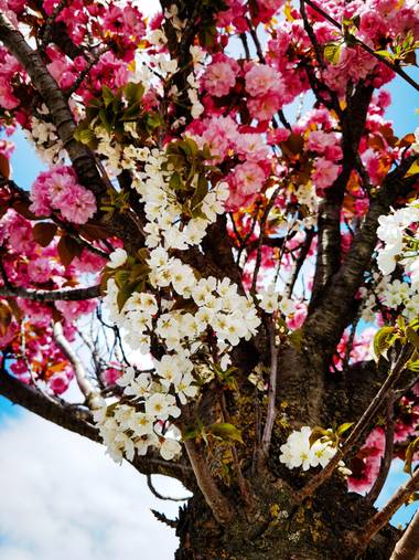elizarivas en Hamelin: Flora  (Pamplona), #primavera 