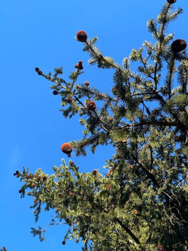 Marisol en Hamelin: Flora, Pino no piñonero 😉🌲