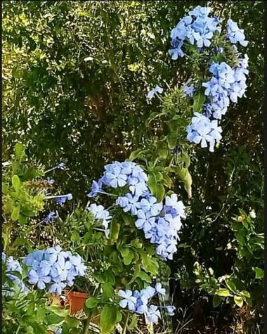 Navarroarevalomariateresa en Hamelin: Flora  (Viesca), Plumbago auriculata, Pequeñas y hermosas!