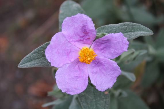 Sararp14 en Hamelin: Flora  (Alcaucín), Cistus albidus